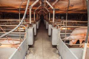 Looking down aisle of farrowing shed - Australian pig farming - Captured at Golden Grove Piggery, Young NSW Australia.