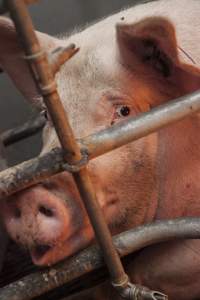 Farrowing crates at Golden Grove Piggery NSW - Australian pig farming - Captured at Golden Grove Piggery, Young NSW Australia.