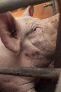 Farrowing crates at Golden Grove Piggery NSW - Australian pig farming - Captured at Golden Grove Piggery, Young NSW Australia.