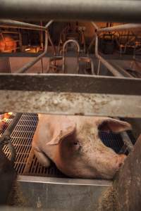 Farrowing crates at Golden Grove Piggery NSW - Australian pig farming - Captured at Golden Grove Piggery, Young NSW Australia.