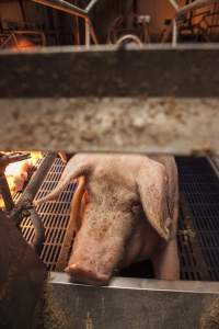 Farrowing crates at Golden Grove Piggery NSW - Australian pig farming - Captured at Golden Grove Piggery, Young NSW Australia.