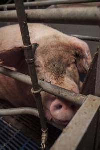 Farrowing crates at Golden Grove Piggery NSW - Australian pig farming - Captured at Golden Grove Piggery, Young NSW Australia.