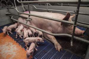 Farrowing crates at Golden Grove Piggery NSW - Australian pig farming - Captured at Golden Grove Piggery, Young NSW Australia.