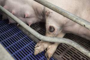 Sow with injured leg - Australian pig farming - Captured at Golden Grove Piggery, Young NSW Australia.