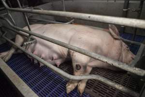 Sow with injured leg - Australian pig farming - Captured at Golden Grove Piggery, Young NSW Australia.