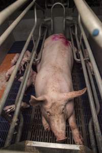 Farrowing crates at Golden Grove Piggery NSW - Australian pig farming - Captured at Golden Grove Piggery, Young NSW Australia.