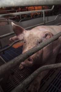 Farrowing crates at Golden Grove Piggery NSW - Australian pig farming - Captured at Golden Grove Piggery, Young NSW Australia.