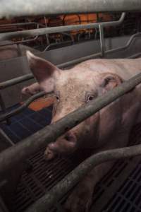 Farrowing crates at Golden Grove Piggery NSW - Australian pig farming - Captured at Golden Grove Piggery, Young NSW Australia.