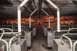Looking down aisle of farrowing shed - Australian pig farming - Captured at Golden Grove Piggery, Young NSW Australia.