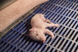 Piglet with injured leg - Australian pig farming - Captured at Golden Grove Piggery, Young NSW Australia.