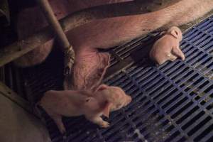 Piglet with leg trapped in crate floor - Australian pig farming - Captured at Golden Grove Piggery, Young NSW Australia.