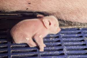 Piglet with leg trapped in crate floor - Australian pig farming - Captured at Golden Grove Piggery, Young NSW Australia.