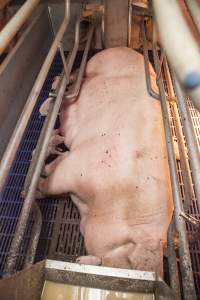 Farrowing crates at Golden Grove Piggery NSW - Australian pig farming - Captured at Golden Grove Piggery, Young NSW Australia.