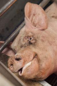 Farrowing crates at Golden Grove Piggery NSW - Australian pig farming - Captured at Golden Grove Piggery, Young NSW Australia.