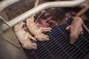 Stillborn piglets - Australian pig farming - Captured at Golden Grove Piggery, Young NSW Australia.