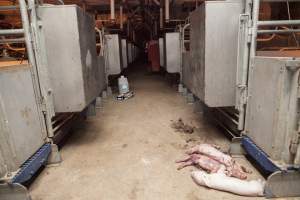 Dead piglets in aisle - Australian pig farming - Captured at Golden Grove Piggery, Young NSW Australia.