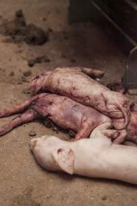 Dead piglets in aisle - Australian pig farming - Captured at Golden Grove Piggery, Young NSW Australia.