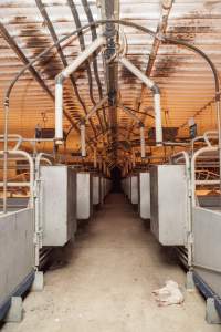 Dead piglet in aisle - Australian pig farming - Captured at Golden Grove Piggery, Young NSW Australia.