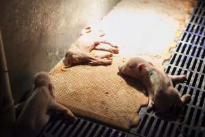 Dead and injured piglets - Australian pig farming - Captured at Golden Grove Piggery, Young NSW Australia.