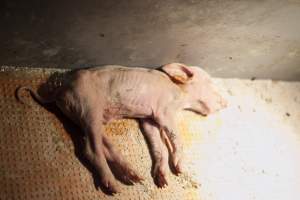 Dead piglet - Australian pig farming - Captured at Golden Grove Piggery, Young NSW Australia.