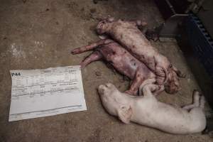Dead piglets in aisle - Australian pig farming - Captured at Golden Grove Piggery, Young NSW Australia.
