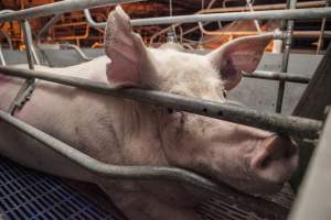 Farrowing crates at Golden Grove Piggery NSW - Australian pig farming - Captured at Golden Grove Piggery, Young NSW Australia.