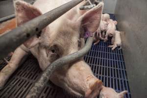 Farrowing crates at Golden Grove Piggery NSW - Australian pig farming - Captured at Golden Grove Piggery, Young NSW Australia.