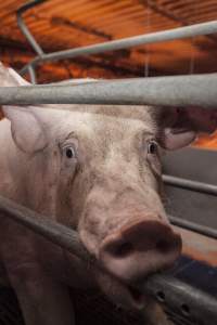 Farrowing crates at Golden Grove Piggery NSW - Australian pig farming - Captured at Golden Grove Piggery, Young NSW Australia.