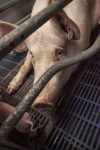 Farrowing crates at Golden Grove Piggery NSW - Australian pig farming - Captured at Golden Grove Piggery, Young NSW Australia.