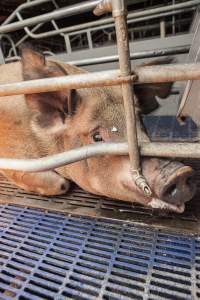 Farrowing crates at Golden Grove Piggery NSW - Australian pig farming - Captured at Golden Grove Piggery, Young NSW Australia.