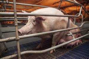 Farrowing crates at Golden Grove Piggery NSW - Australian pig farming - Captured at Golden Grove Piggery, Young NSW Australia.