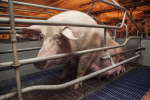 Farrowing crates at Golden Grove Piggery NSW - Australian pig farming - Captured at Golden Grove Piggery, Young NSW Australia.