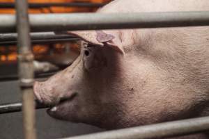 Farrowing crates at Golden Grove Piggery NSW - Australian pig farming - Captured at Golden Grove Piggery, Young NSW Australia.