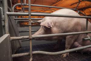 Farrowing crates at Golden Grove Piggery NSW - Australian pig farming - Captured at Golden Grove Piggery, Young NSW Australia.