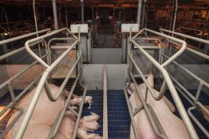 Farrowing crates at Golden Grove Piggery NSW - Australian pig farming - Captured at Golden Grove Piggery, Young NSW Australia.