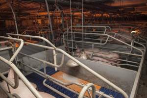 Farrowing crates at Golden Grove Piggery NSW - Australian pig farming - Captured at Golden Grove Piggery, Young NSW Australia.