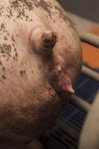 Farrowing crates at Golden Grove Piggery NSW - Australian pig farming - Captured at Golden Grove Piggery, Young NSW Australia.