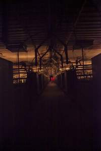 Looking down aisle of farrowing shed - Australian pig farming - Captured at Golden Grove Piggery, Young NSW Australia.