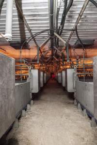 Looking down aisle of farrowing shed - Australian pig farming - Captured at Golden Grove Piggery, Young NSW Australia.