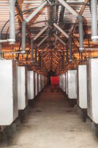 Looking down aisle of farrowing shed - Australian pig farming - Captured at Golden Grove Piggery, Young NSW Australia.