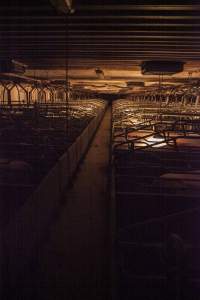 Looking down aisle of farrowing shed - Australian pig farming - Captured at Golden Grove Piggery, Young NSW Australia.