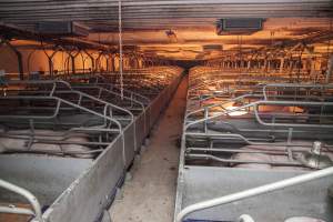 Looking down aisle of farrowing shed - Australian pig farming - Captured at Golden Grove Piggery, Young NSW Australia.