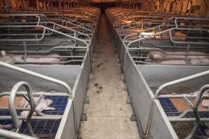 Looking down aisle of farrowing shed - Australian pig farming - Captured at Golden Grove Piggery, Young NSW Australia.