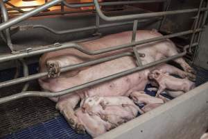 Farrowing crates at Golden Grove Piggery NSW - Australian pig farming - Captured at Golden Grove Piggery, Young NSW Australia.