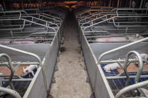 Looking down aisle of farrowing shed - Australian pig farming - Captured at Golden Grove Piggery, Young NSW Australia.