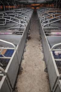 Looking down aisle of farrowing shed - Australian pig farming - Captured at Golden Grove Piggery, Young NSW Australia.