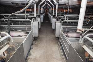 Looking down aisle of farrowing shed - Australian pig farming - Captured at Golden Grove Piggery, Young NSW Australia.