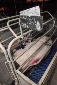 Farrowing crates at Golden Grove Piggery NSW - Australian pig farming - Captured at Golden Grove Piggery, Young NSW Australia.