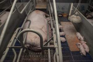 Farrowing crates at Golden Grove Piggery NSW - Australian pig farming - Captured at Golden Grove Piggery, Young NSW Australia.