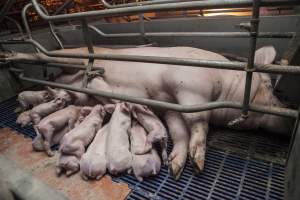 Farrowing crates at Golden Grove Piggery NSW - Australian pig farming - Captured at Golden Grove Piggery, Young NSW Australia.